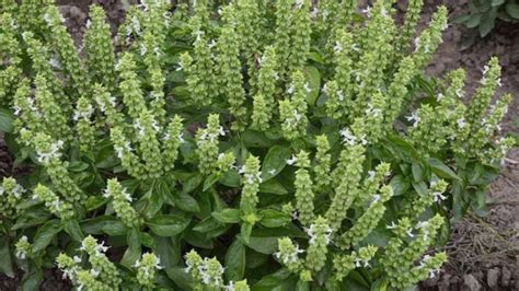 Illustrazione botanica dettagliata della pianta di basilico, con focus su foglie, fiori e semi.