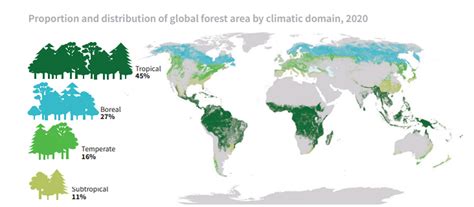 Mappa delle foreste tropicali di Sumeru con i Santuari delle Profondità