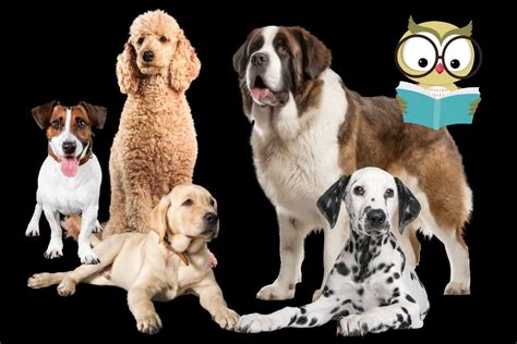 Galleria fotografica con immagini rappresentative di ciascuna delle 10 razze di cani intelligenti menzionate.