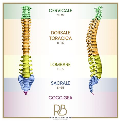 Schema dei 7 chakra principali allineati lungo la colonna vertebrale con le relative corrispondenze energetiche