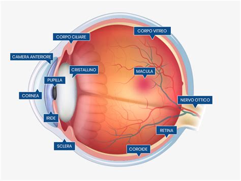 Schema di un occhio umano con le principali strutture anatomiche evidenziate.