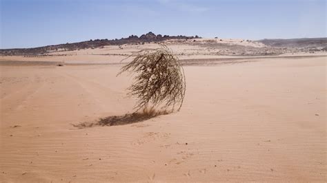 rappresentazione stilizzata di un deserto con un vento leggero