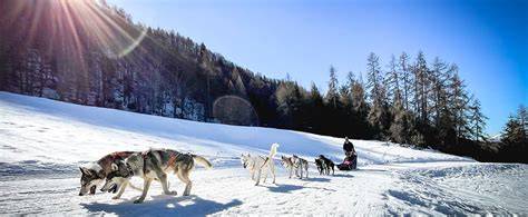 Famiglia su slitta trainata da cani (sleddog) in un paesaggio innevato delle Dolomiti