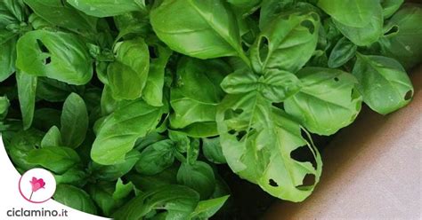 foglie di basilico raggrinzite e secche