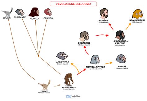 Schema che illustra teorie sull'evoluzione umana