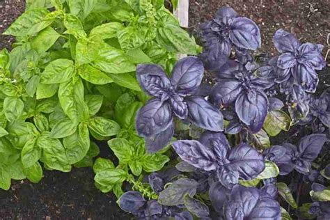 Diverse varietà di basilico, da verde a viola