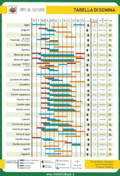 Infografica sulla distanza di trapianto del basilico