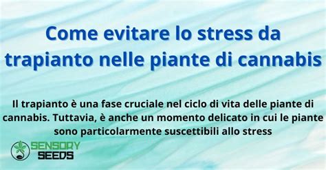 infografica sulle fasi dello stress da trapianto nelle piante