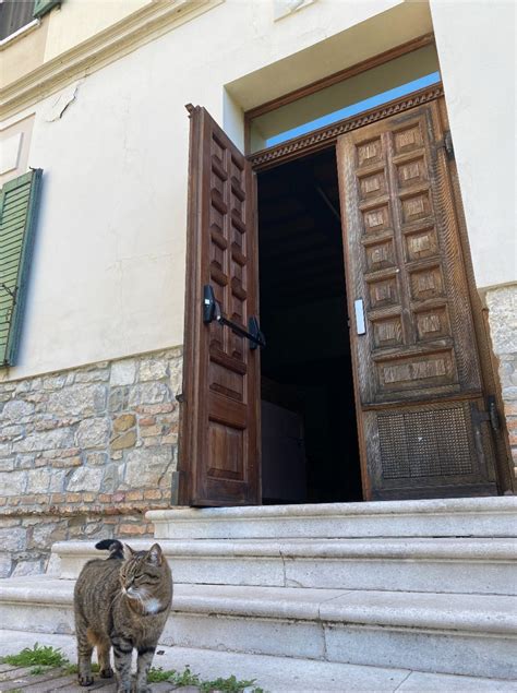 Gatta Cleopatra che riposa nel Santuario di Barbana