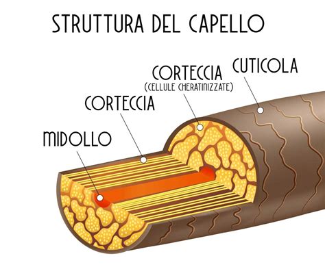 illustrazione di un rosario completo evidenziando la struttura dei grani e il numero 153