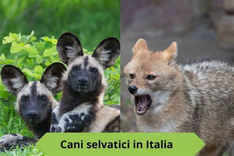 Illustrazione di cani selvatici che si aggirano nei pressi di una città antica