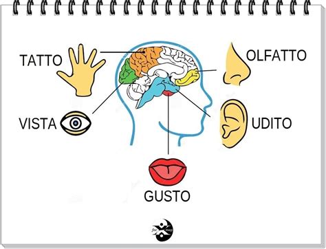 Schema che illustra il coinvolgimento sensoriale (tatto, vista, udito) nella celebrazione liturgica rispetto alla sola comprensione intellettuale.