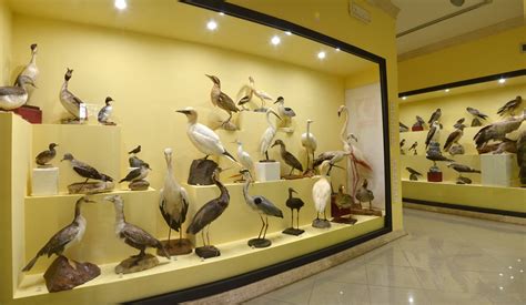 Esposizione all'interno del Museo Ornitologico di Camaldoli