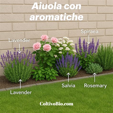 Infografica che illustra le principali malattie e parassiti che colpiscono le erbe aromatiche