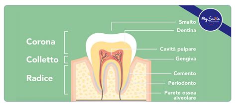 Infografica: Metodi di datazione scheletrica e focus sull'usura dei denti