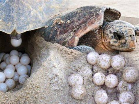 Tartaruga marina Caretta Caretta che depone le uova su una spiaggia di Sal
