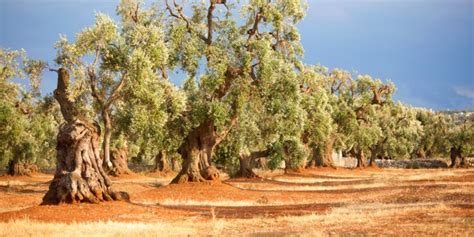 Insieme di ulivi secolari in un paesaggio collinare, simbolo di longevità e saggezza