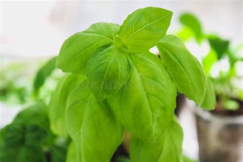 Pianta di basilico fresco con foglie verdi