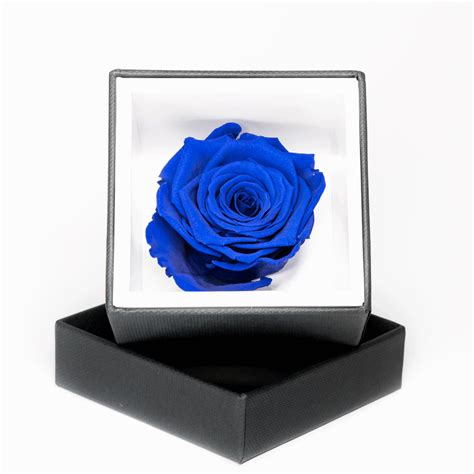Una rosa stabilizzata blu all'interno di una campana di vetro, con un'illuminazione soffusa per enfatizzare la sua unicità.