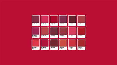 Un assortimento di rose stabilizzate in diverse tonalità (rosa, rosso, bianco, blu) disposte elegantemente su uno sfondo neutro.