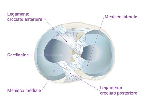 Schema della genuflessione corretta (ginocchio destro)