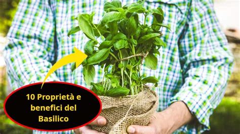 infografica sui benefici del basilico per la salute