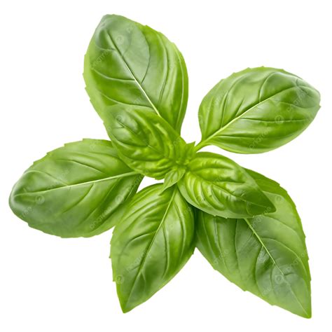 foglie di basilico fresco per infusione in tazza