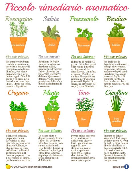 Infografica sulla scelta del vaso, terriccio e posizione per le erbe aromatiche