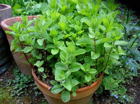 Foto di piante di menta in vaso