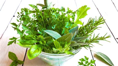 Illustrazione su come potare e raccogliere le erbe aromatiche