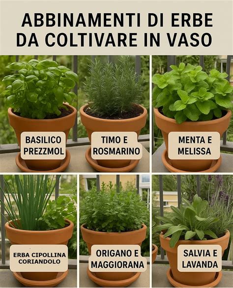 Infografica con esempi di abbinamenti di erbe aromatiche compatibili