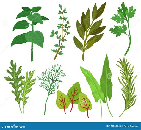 Illustrazione di diverse piante aromatiche usate in erboristeria