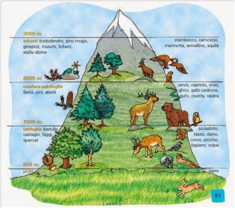 Illustrazione della creazione: montagne, fiumi, animali e piante che riflettono la gloria divina.