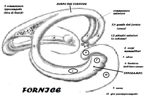 Schema architettonico del rifacimento onoriano con il fornice singolo e l'Arco di Druso