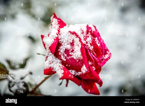 Rosa sbocciata nella neve