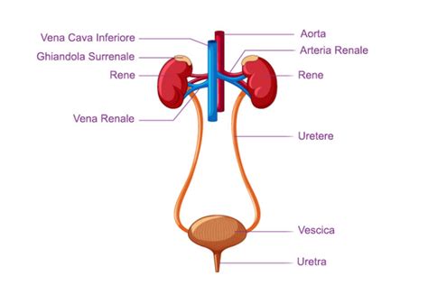 Schema anatomico delle vie urinarie femminili con evidenza delle aree interessate da incontinenza e urgenza minzionale