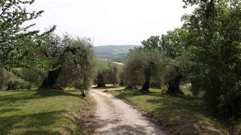 Veduta panoramica della casa colonica circondata dagli uliveti secolari della riserva di Torre Guaceto