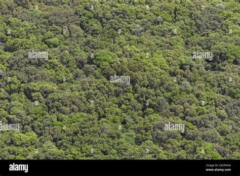Foto panoramica della Lama Cupa con la vegetazione tipica di carrubi secolari.