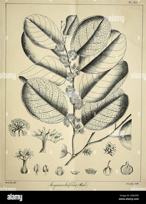 Illustrazione botanica che mostra i fusti ricadenti, le foglie sferiche e la 