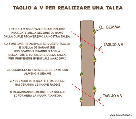 Schema grafico che mostra i passaggi per la talea: taglio, cicatrizzazione, posizionamento nel vaso e radicazione.