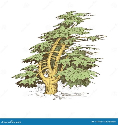 Illustrazione di alberi stilizzati, rappresentanti cedro, cipresso e pino, uniti in un unico tronco.