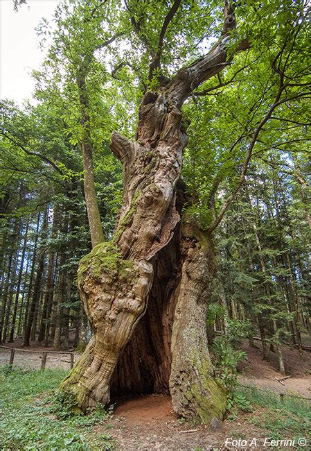 Foto del Castagno Miraglia o di imponenti alberi della foresta
