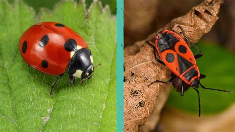 Collage fotografico con dettagli ravvicinati di una coccinella, una balena e una farfalla all'uncinetto