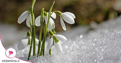 fiore rosso che spunta in un paesaggio innevato