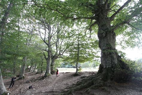 Il faggio monumentale nei Piani di Canfaito, il più antico e grande delle Marche.