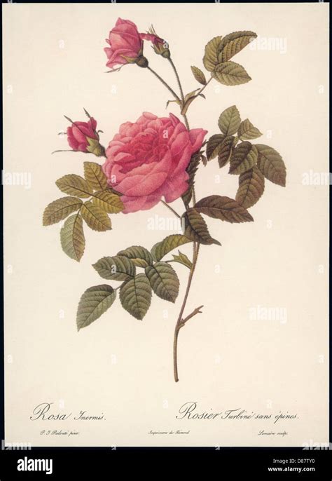 Dettaglio di una rosa bianca senza spine in un dipinto rinascimentale