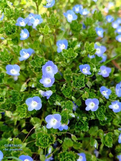 Primo piano di fiori Veronica persica (Occhi della Madonna)