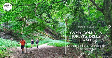 Panoramica della Foresta di Camaldoli con alberi secolari