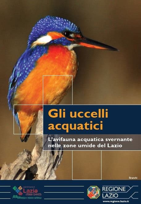 Illustrazione di uccelli acquatici tipici delle zone umide del biotopo