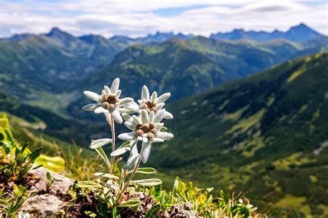 Foto rappresentativa della natura alpina o dei dolci tradizionali Pfingischtgrungln